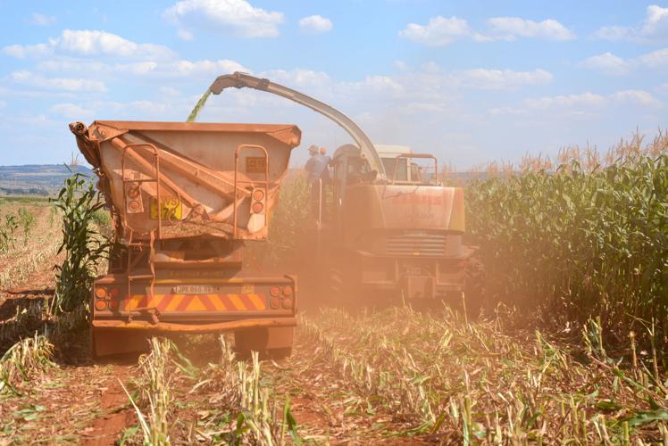 Maize silage is harvested at Bospardys Farm in South Africa