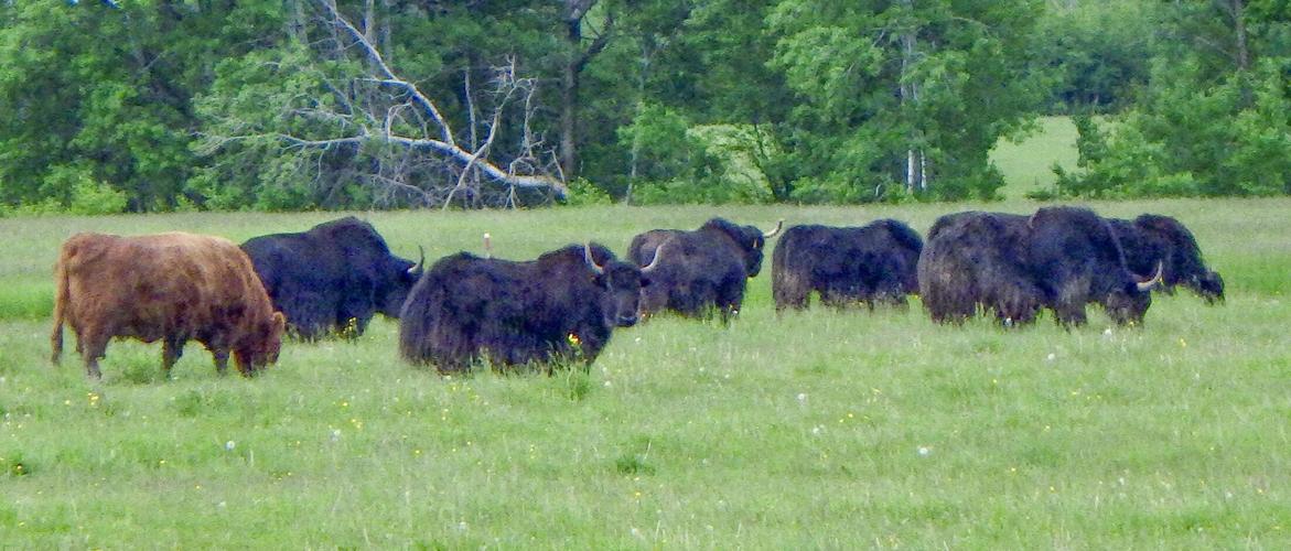 Beef cows in field
