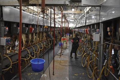 KC Dairy parlor