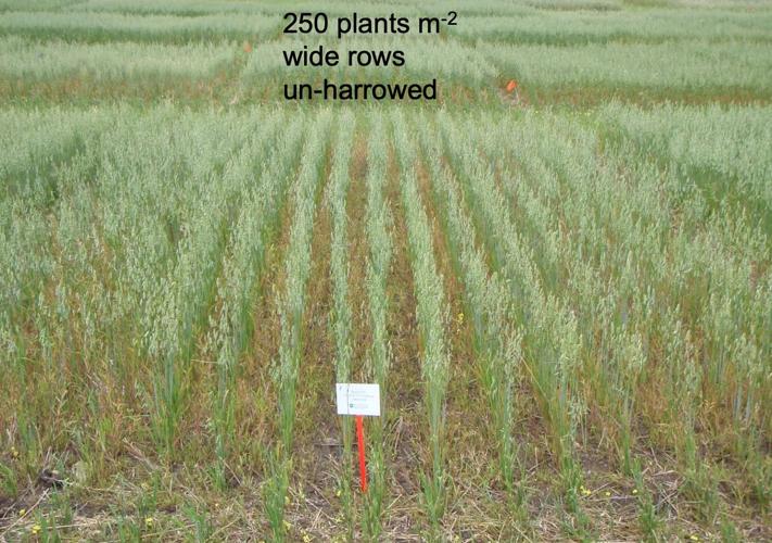 Crop seeding rate example
