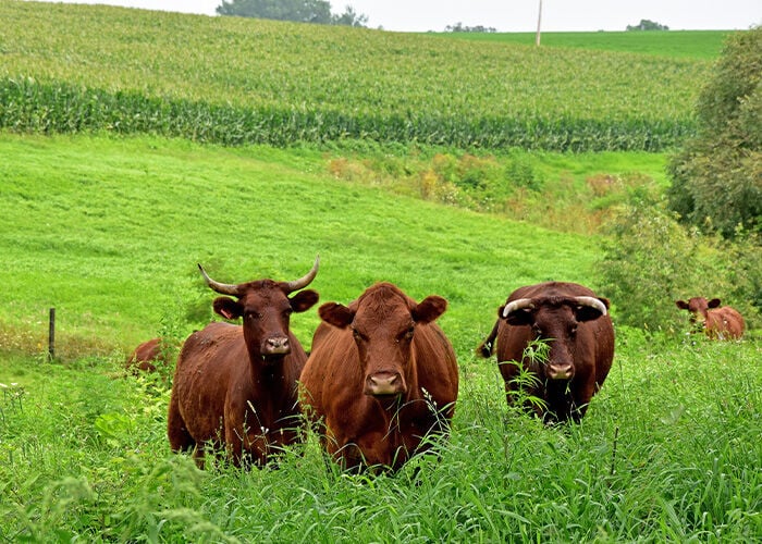 Cow-calf pairs