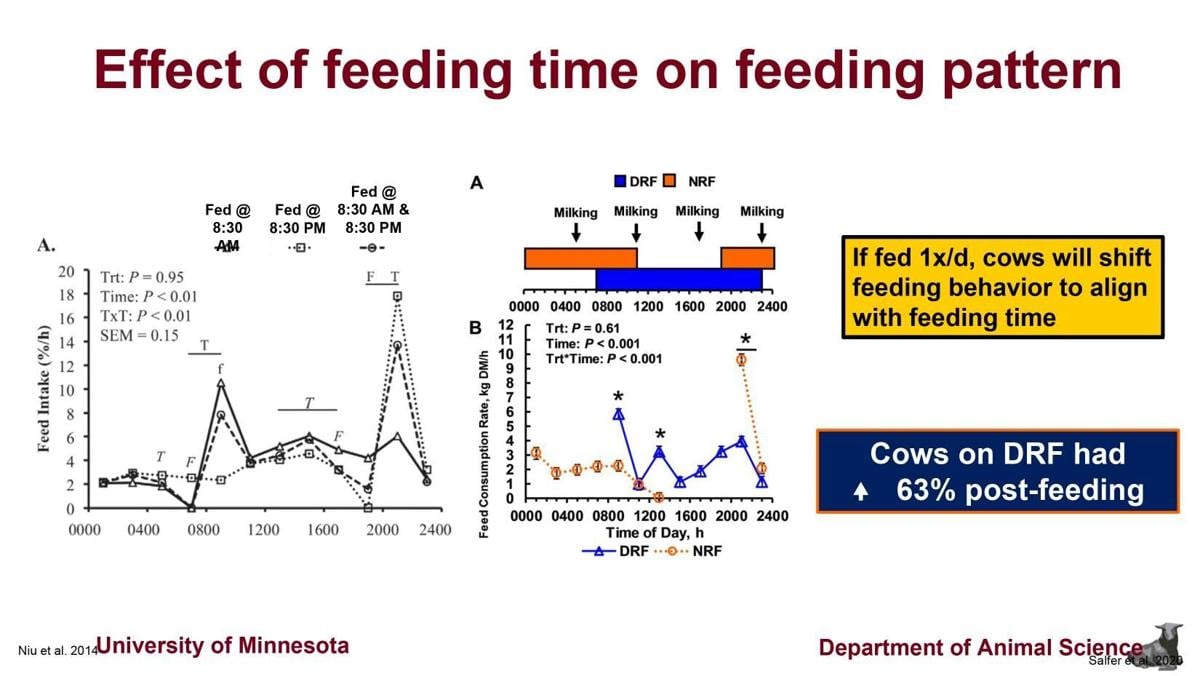 Effect of feeding time on feeding pattern