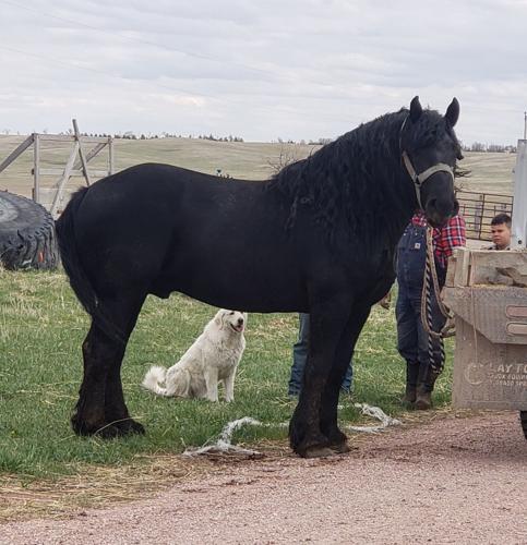 5 current stud benny.jpg