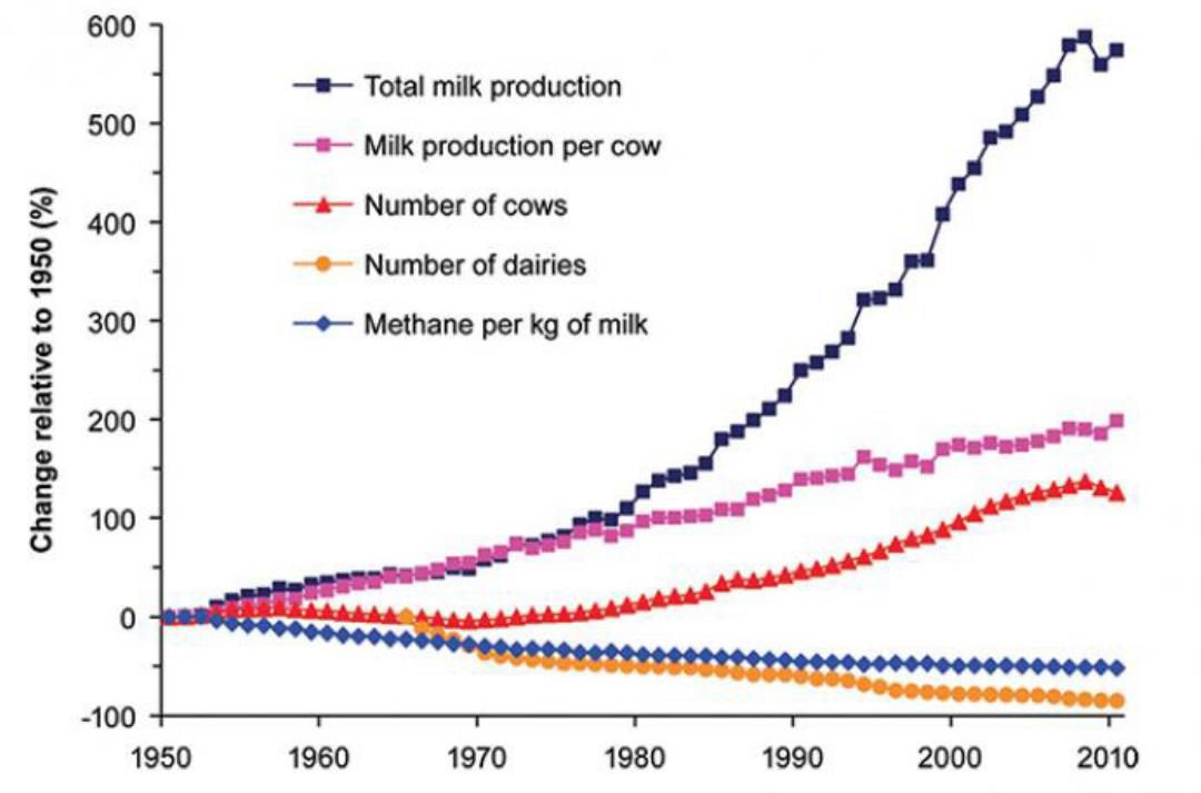 Changes (relative to 1950) in total milk produced, milk production per
