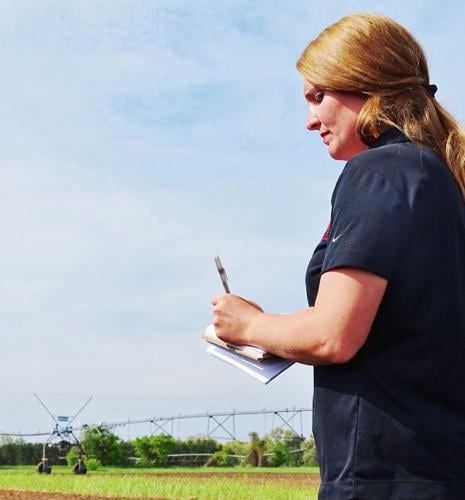 Lynn Leahy evaluates potato research plots