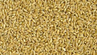 Durum