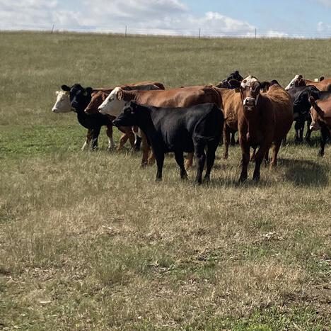 DREC cattle
