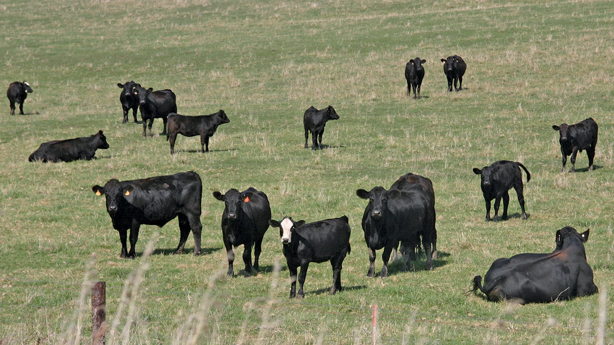 Cattle-Green-pasture