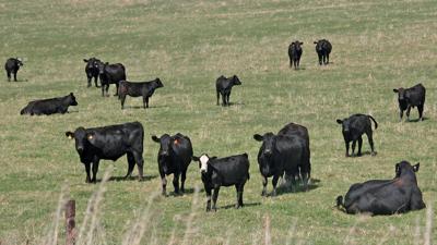 Cattle-Green-pasture
