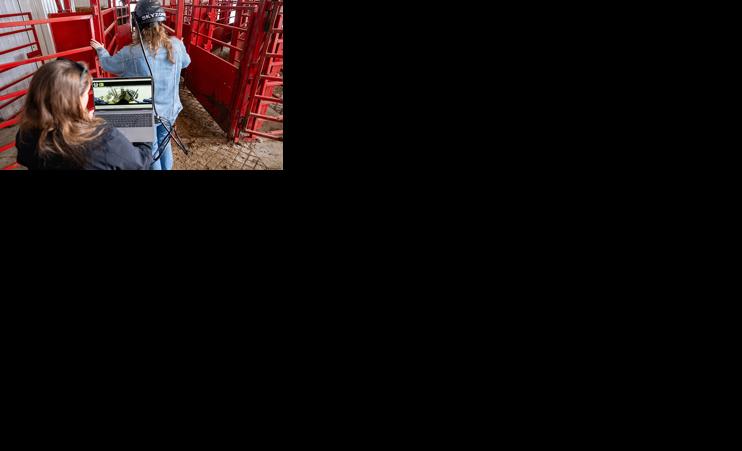 Through a cow's eyes, learn using augmented reality goggles