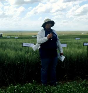 Winter wheat breeder
