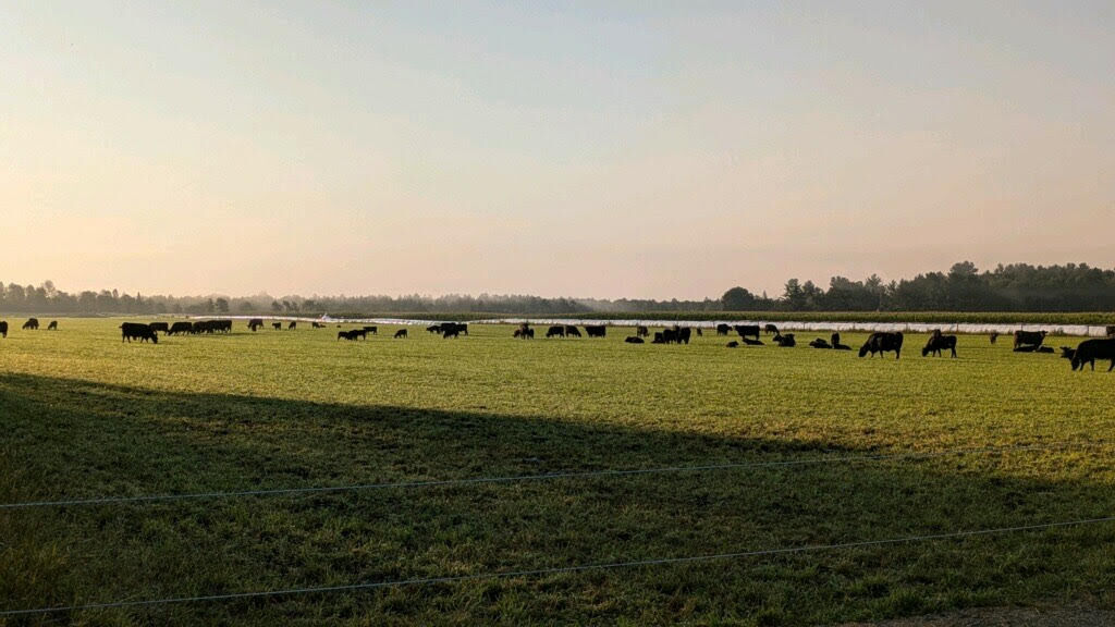 Cattle grazing at Deer Creek Angus