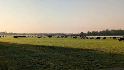 Cattle grazing at Deer Creek Angus