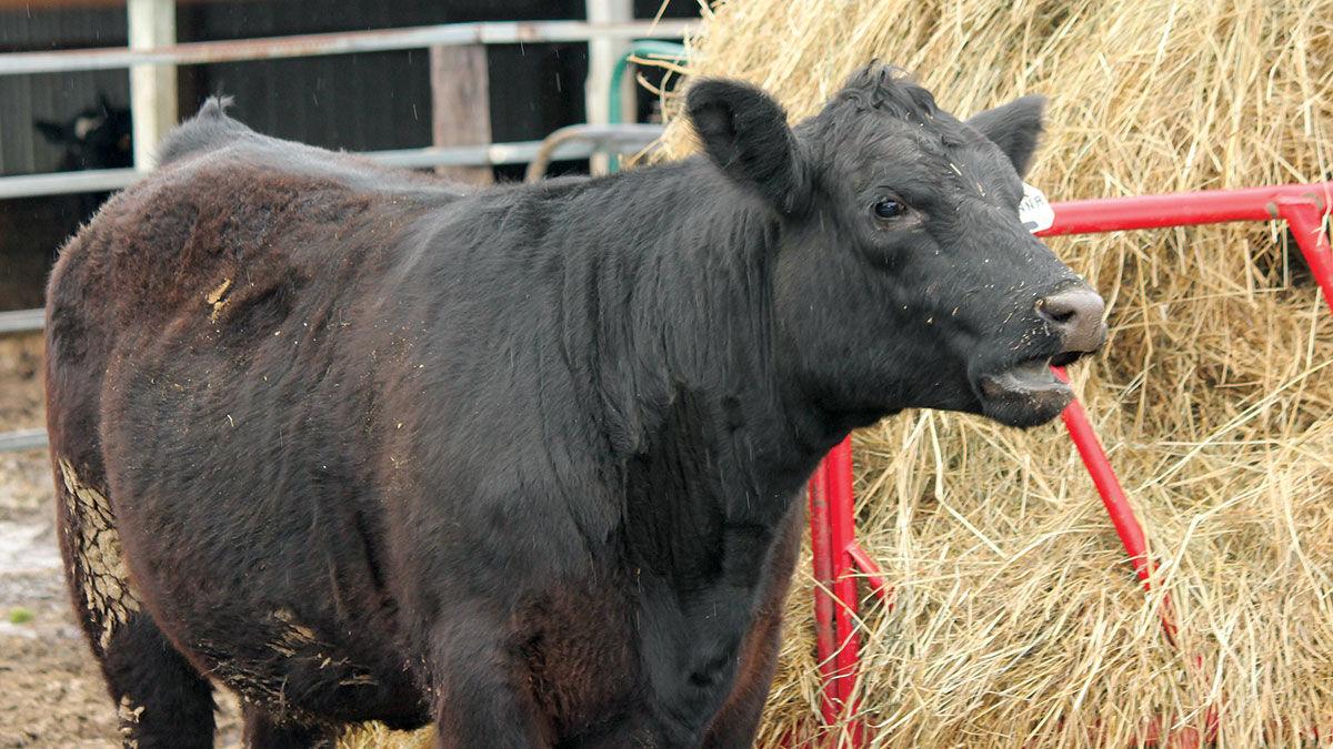 Cow at hay feeder