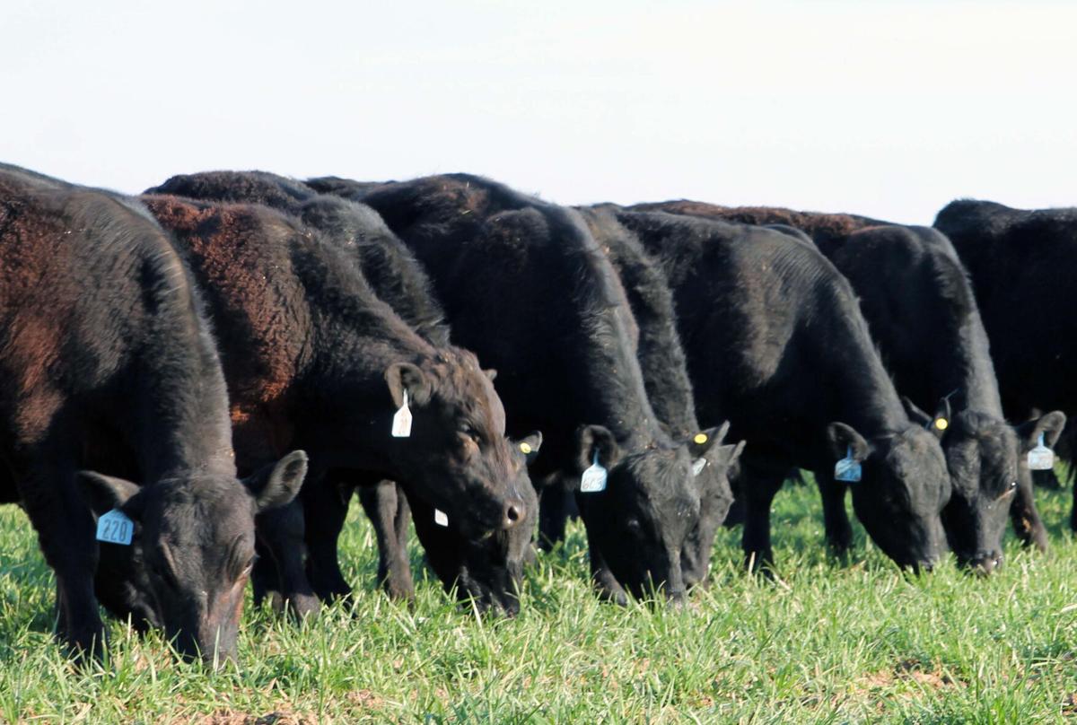Grazing fescue