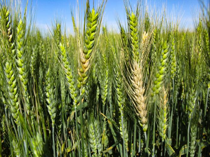Wheat