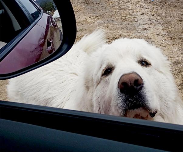 Angus dog