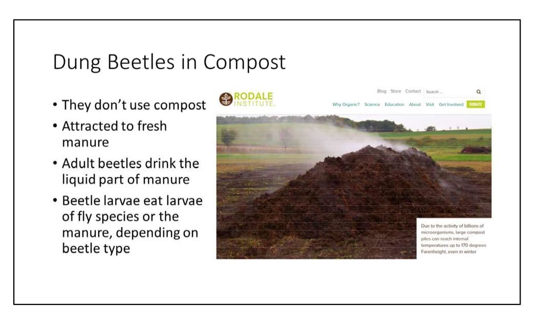 Dung beetles in compost