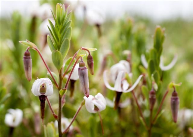 Cranberries in bloom