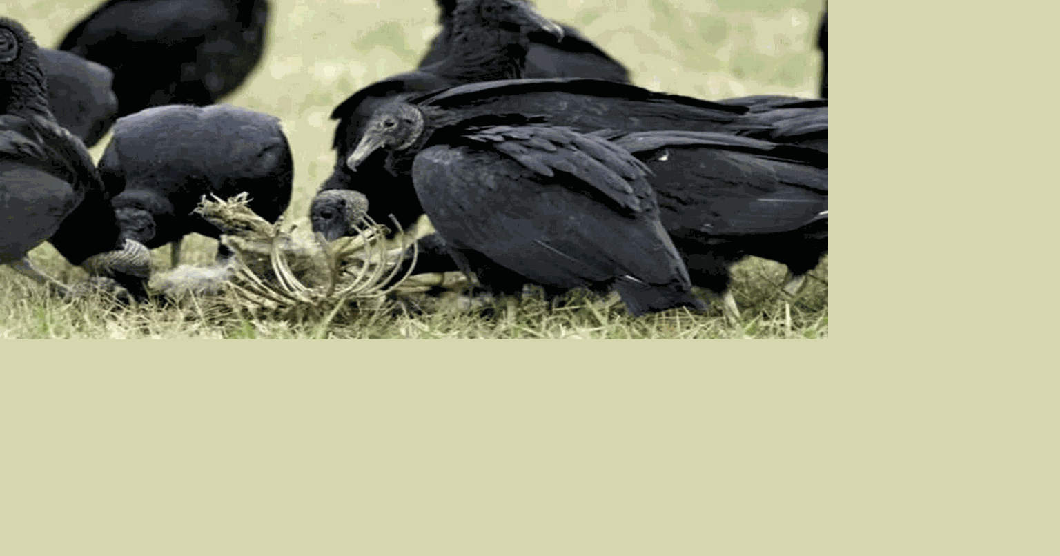 Black vultures