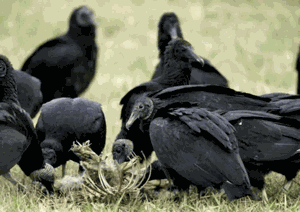 Permits available for black vulture conflicts