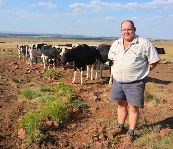 Anthony Khourie examines springing heifers