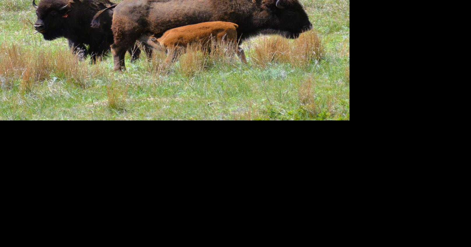 Niobrara bison 5.JPG