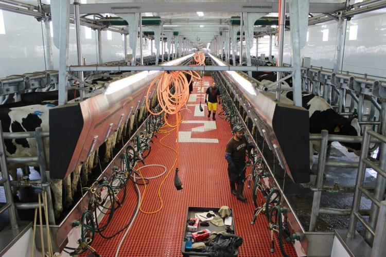 Dairy parlor at Statz Bros