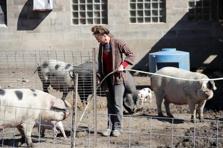 April Prusia watering pigs