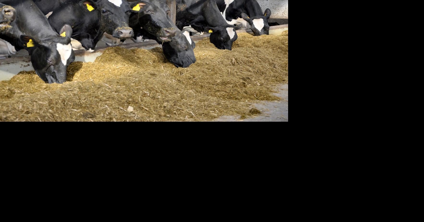 Artificial intelligence monitors cows