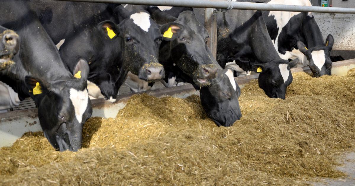 Artificial intelligence monitors cows