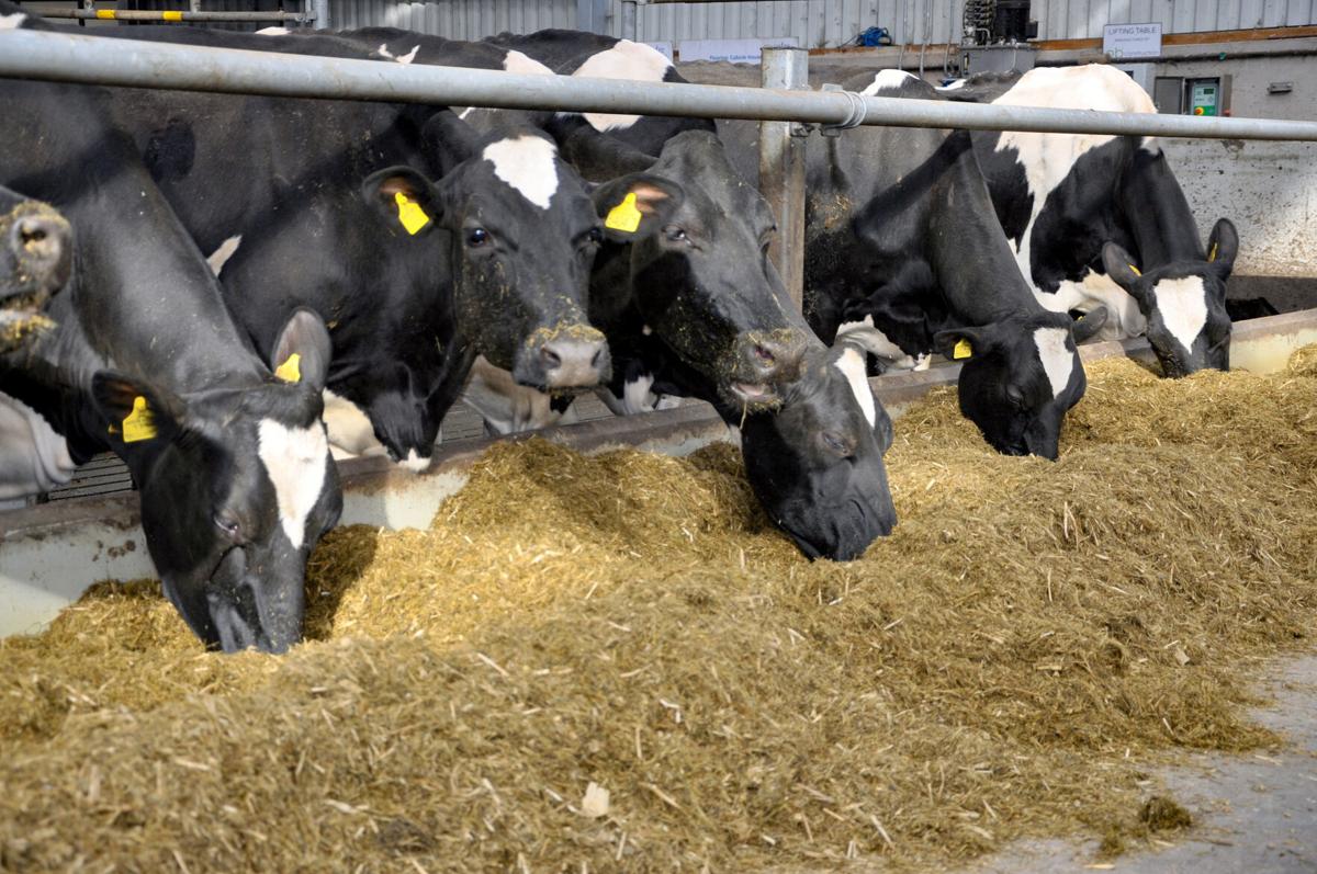 Dairy cows