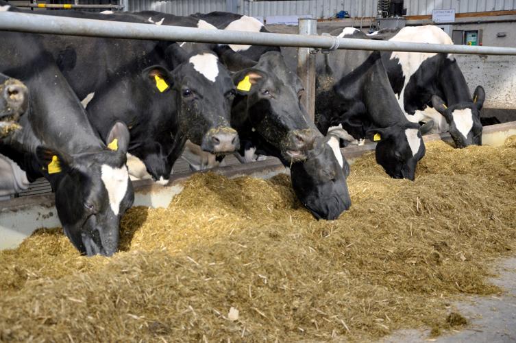Dairy cows