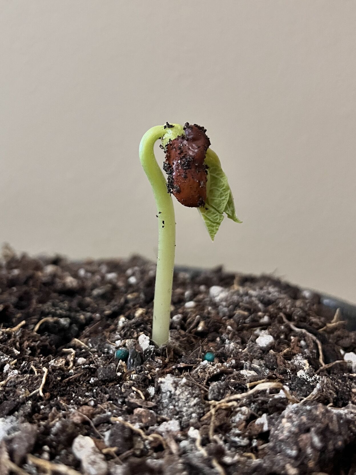 (A) Germination 2.JPG