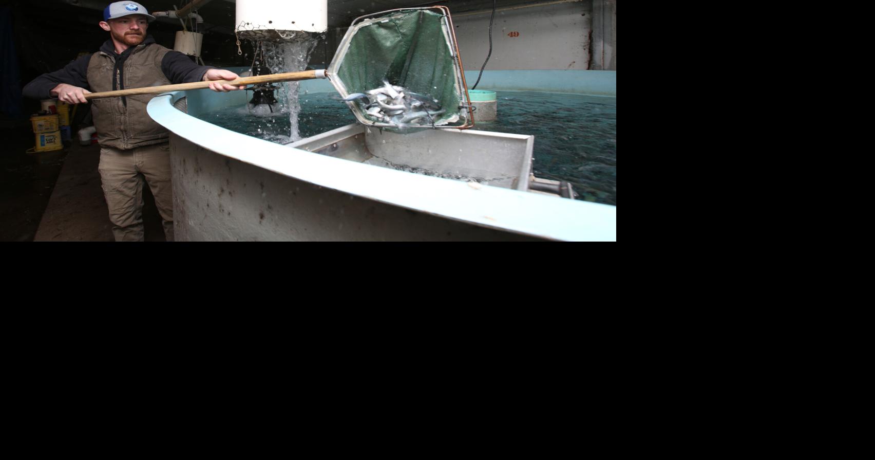 Shrimp farming (8).jpg