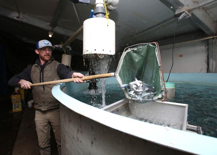 Shrimp farming (8).jpg