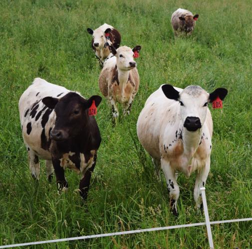 Cattle on pasture at Brattset Family Farm