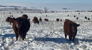 Jesse's cows grazing