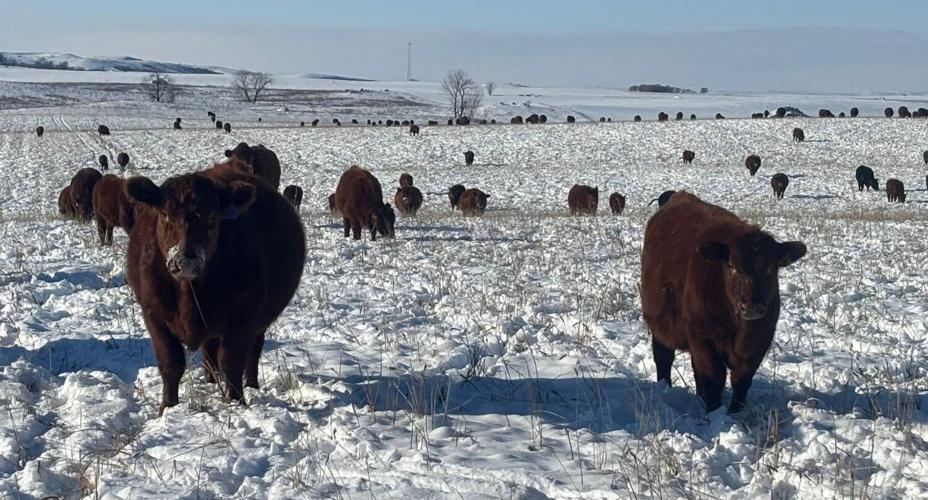Jesse's cows grazing