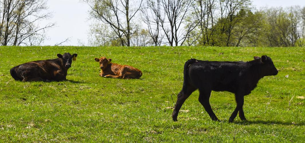 Calves, cow at Spring Creeks Cattle Co.