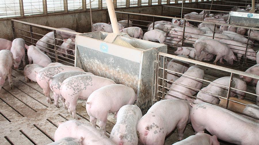 Hog prices rise, but costs trim profit outlook Livestock