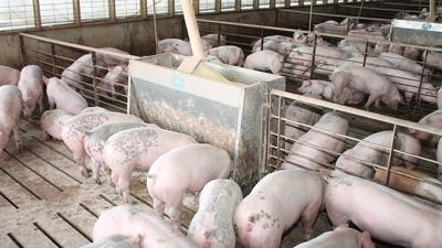 Hog Prices Rise But Costs Trim Profit Outlook Livestock