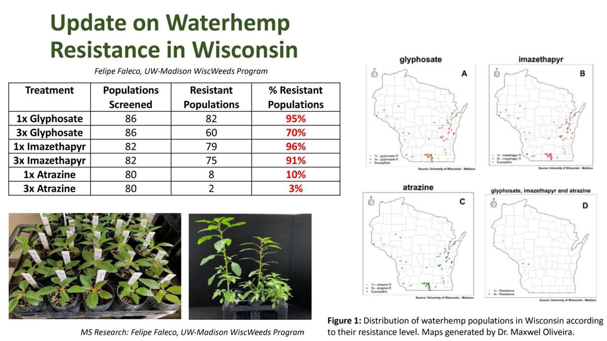 Update on Waterhemp Resistance in Wisconsin