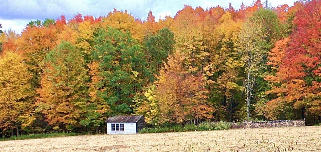 Fall color in trees