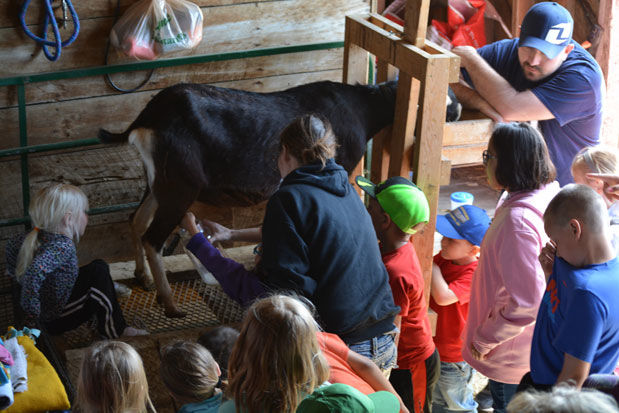 Dairy goat demo