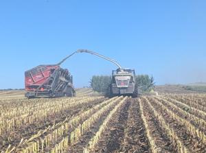 Crew puts up 128,000 tons of silage in 13 days