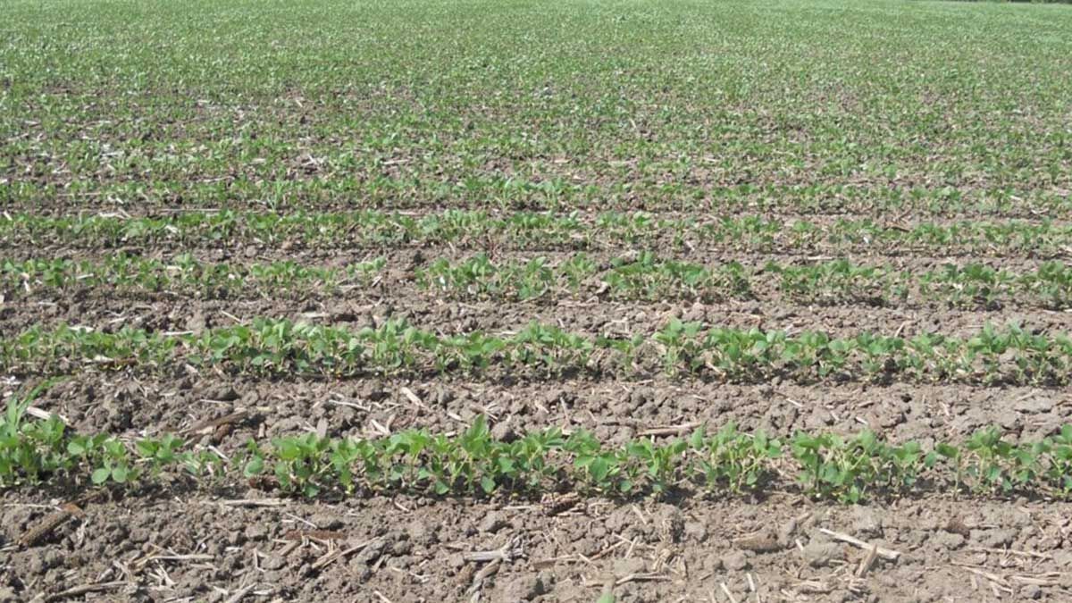 Soybeans about a month after planting