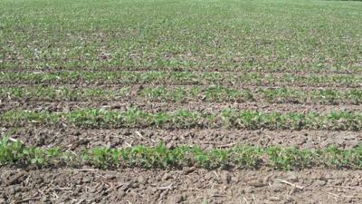 Soybeans about a month after planting