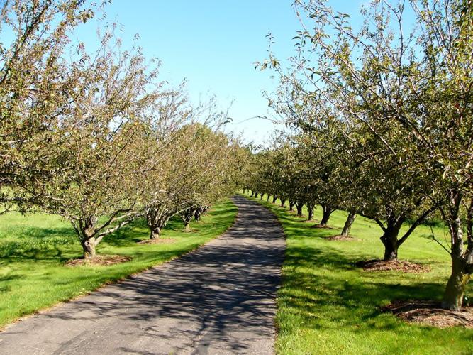 Trees along lane