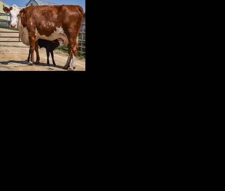 Pinned by fallen tree, cow rebounds